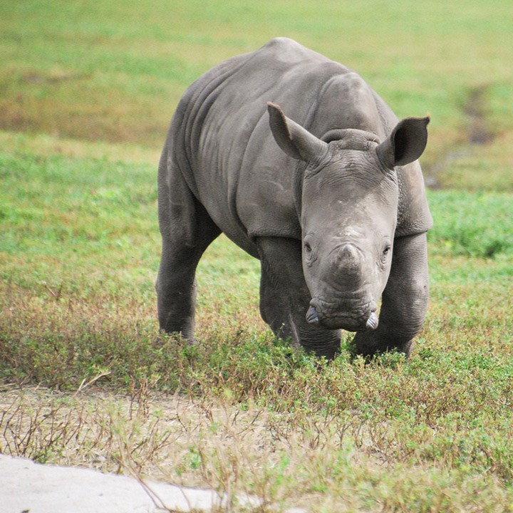 Southern White #Rhinos, Alissa and Tabitha have just been welcomed to the herd at @LionCountry! 🦏🦏 Read more about the plans to ensure the optimal health and well-being of rhinos in Connect: bit.ly/4bqnsQ7. #SavingSpecies #Conservation #SSP #Florida #ZooBorns #ZooBaby