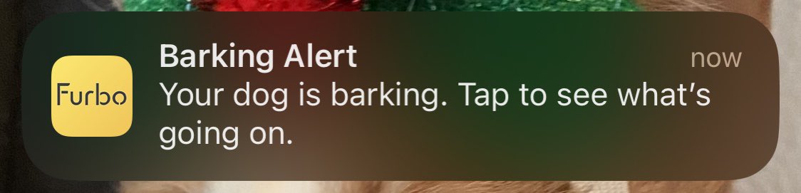 when I start singing too loud... we don't even have a dog