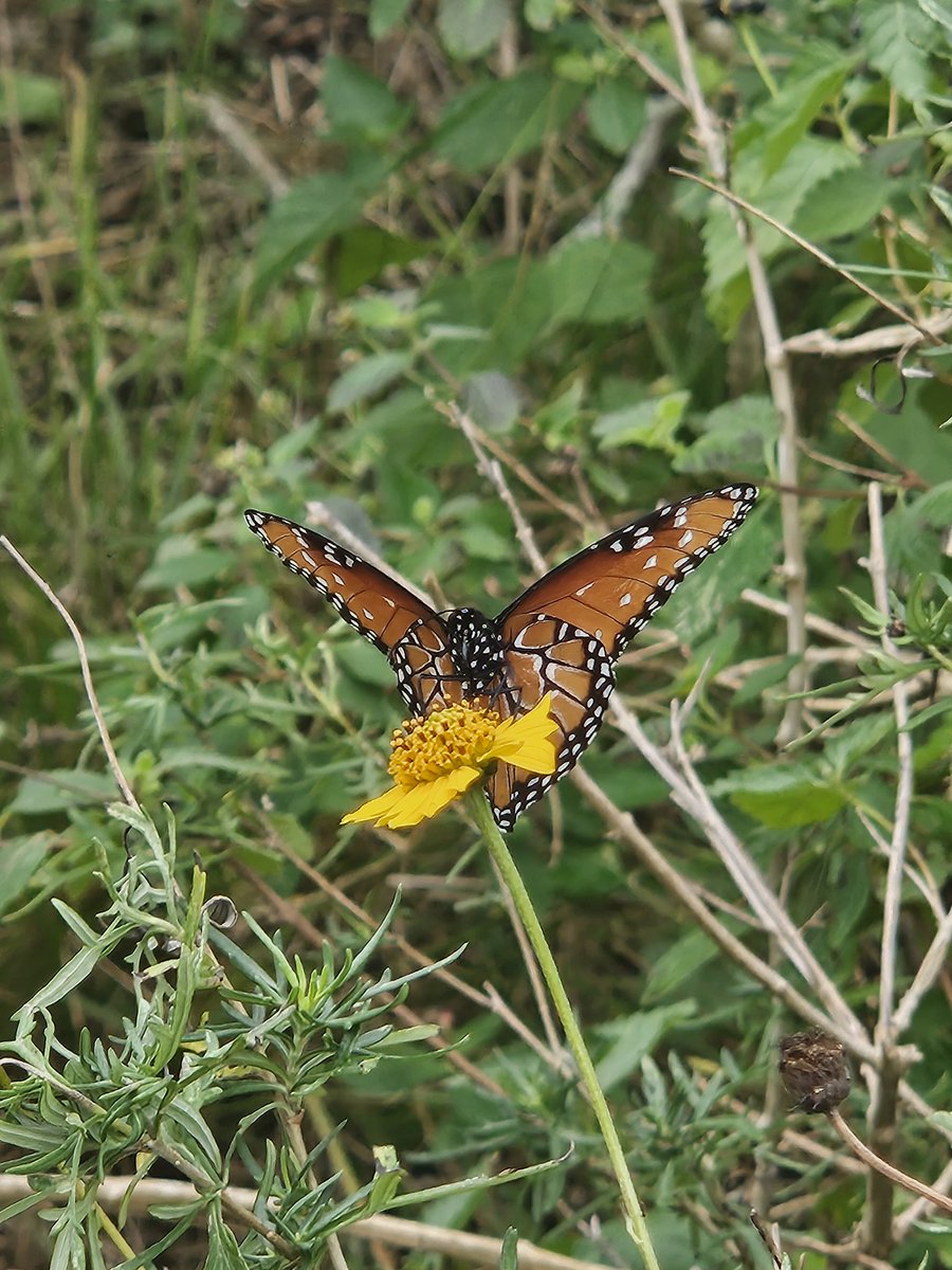 One of my favorite parts of seed collecting in the Rio Grande Valley's Thornforests is that I often witness interactions between our wildlife and the plants that exist in this beautiful ecosystem. <a href="/AmericanForests/">American Forests</a>