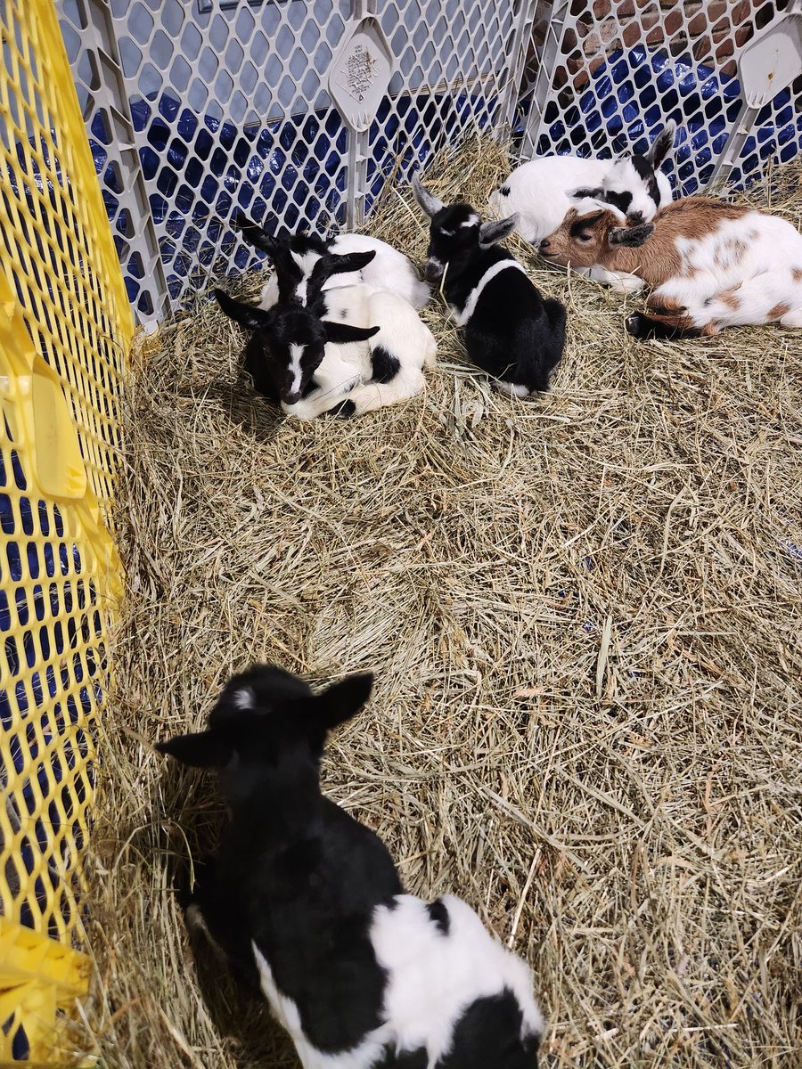 Real___iTamara's tweet photo. They all met for the first time today and had a play date ❤️ Now they are sleepy 🤗 https://t.co/qhvhyyLyNZ