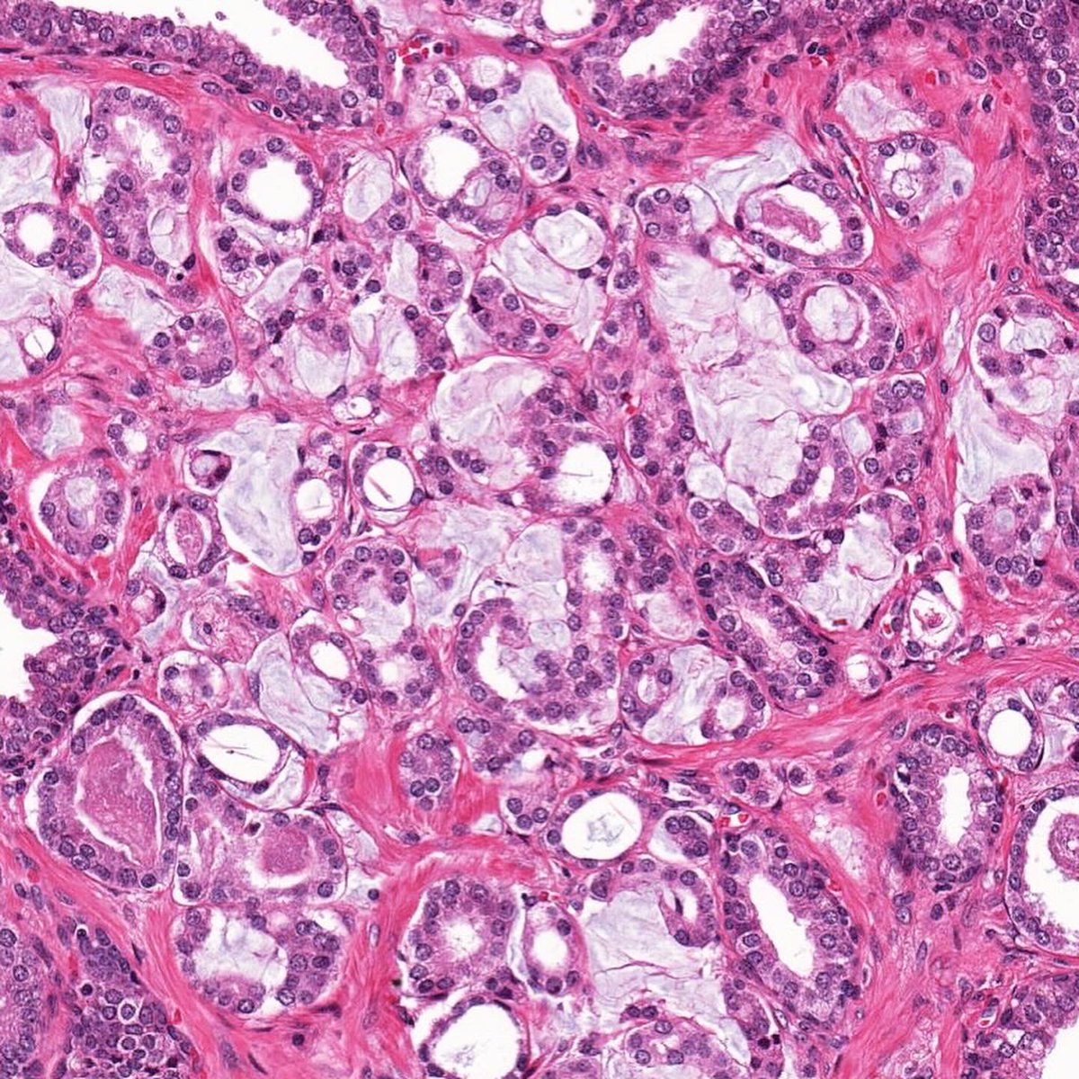 Katrina Collins, MD || Pathologist tweet media