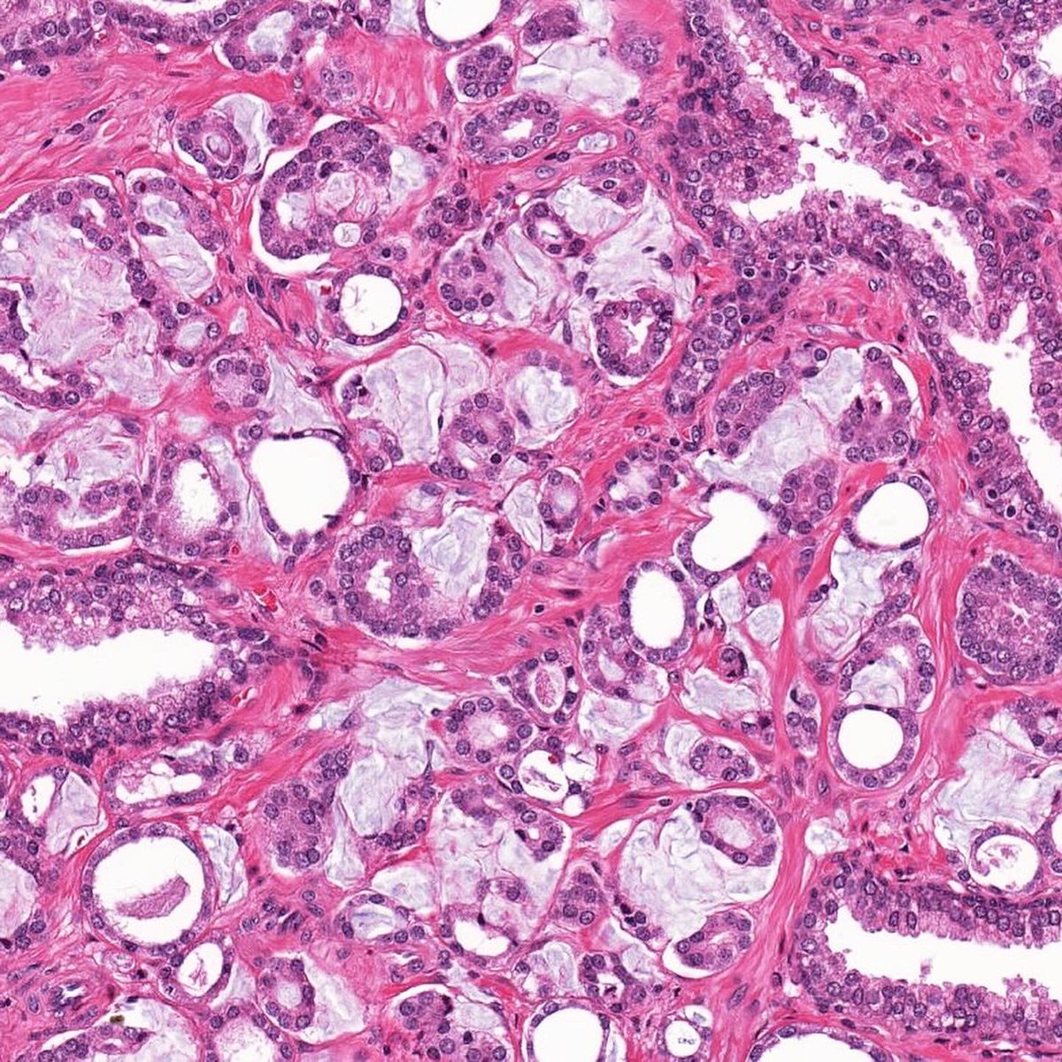 Katrina Collins, MD || Pathologist tweet media