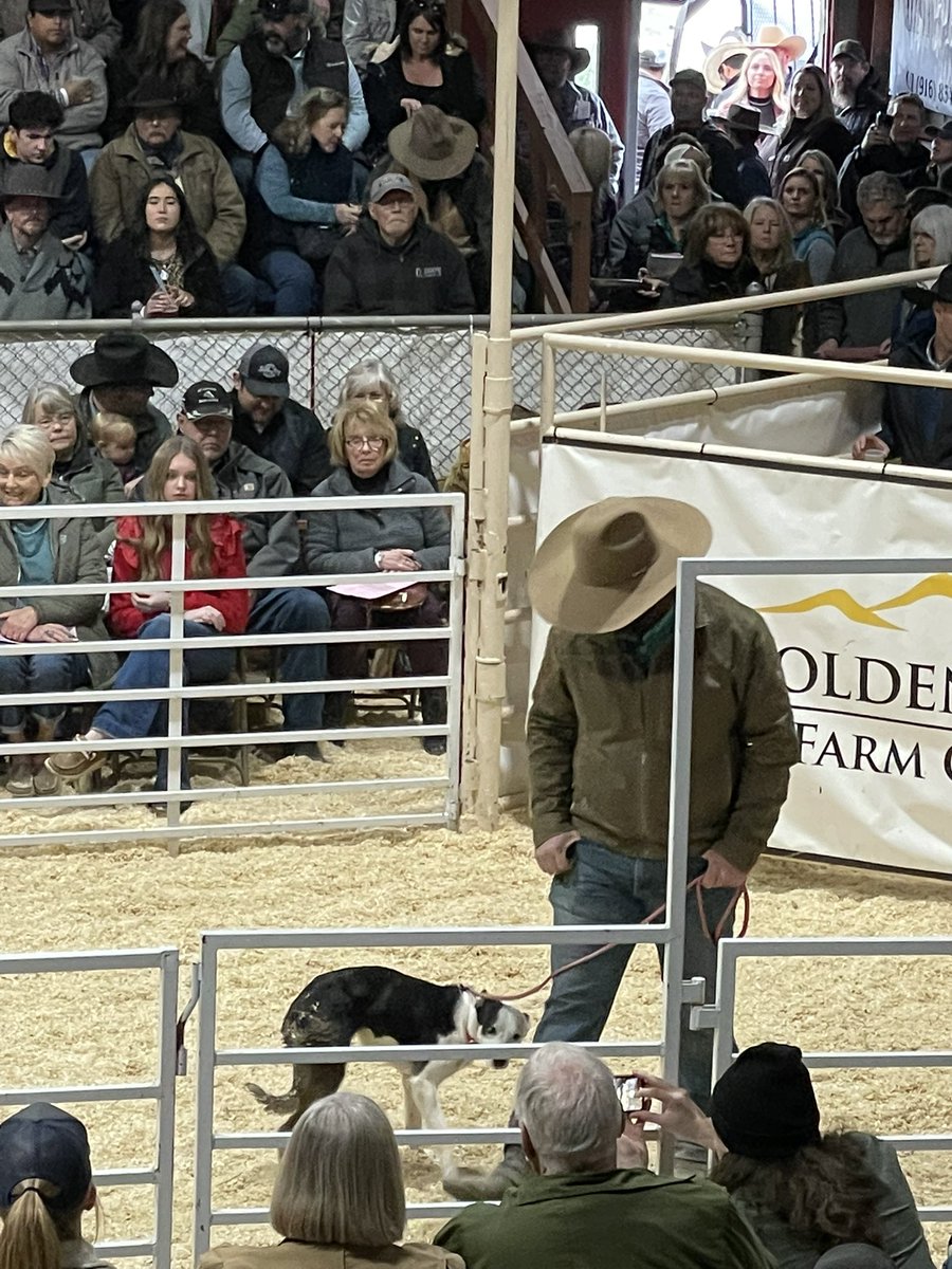 LaurieLickley's tweet image. New record set for #RedBluff dog sale $50k!! Idaho represented well with the Grand Champion and 2nd highest seller at $21k. Nice work Tom Richards. On to the horses! #ranchlife