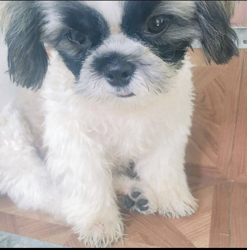 princesseickaj's tweet photo. My 2 babies in heaven, Chewie and Dolchi😢💕 https://t.co/yIkFHcKcSK