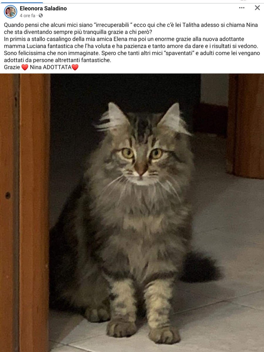 unonlus's tweet photo. #talitha oggi si chiama  Nina , felicemente #adottata ❤️❤️❤️❤️❤️🥰 https://t.co/3WwRo4abn8