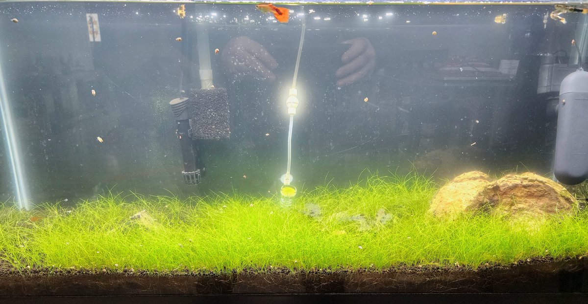 _ShrimpDaddy's tweet photo. How we raise all our shrimp varieties. Live plants in every tank. Happy shrimp https://t.co/1h90i9VrYI