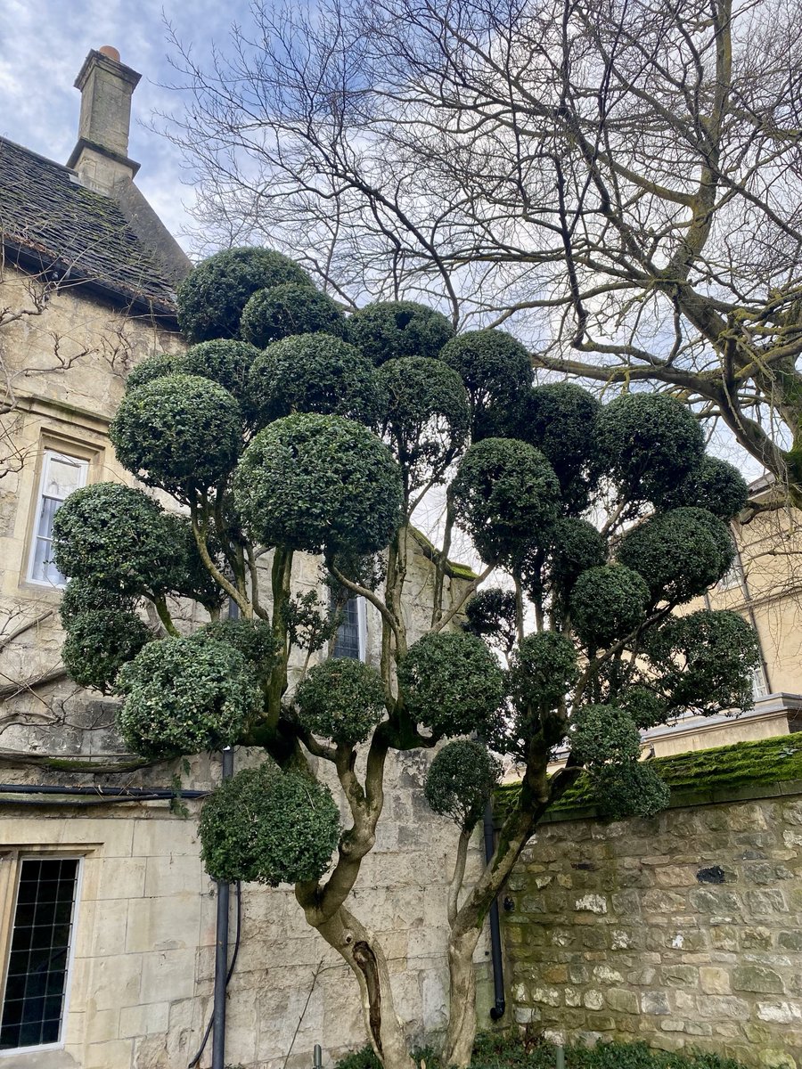 boaterjon's tweet photo. #trees of #Oxford ⁦@OldParsonageOxf⁩ https://t.co/LvsuWeusLv