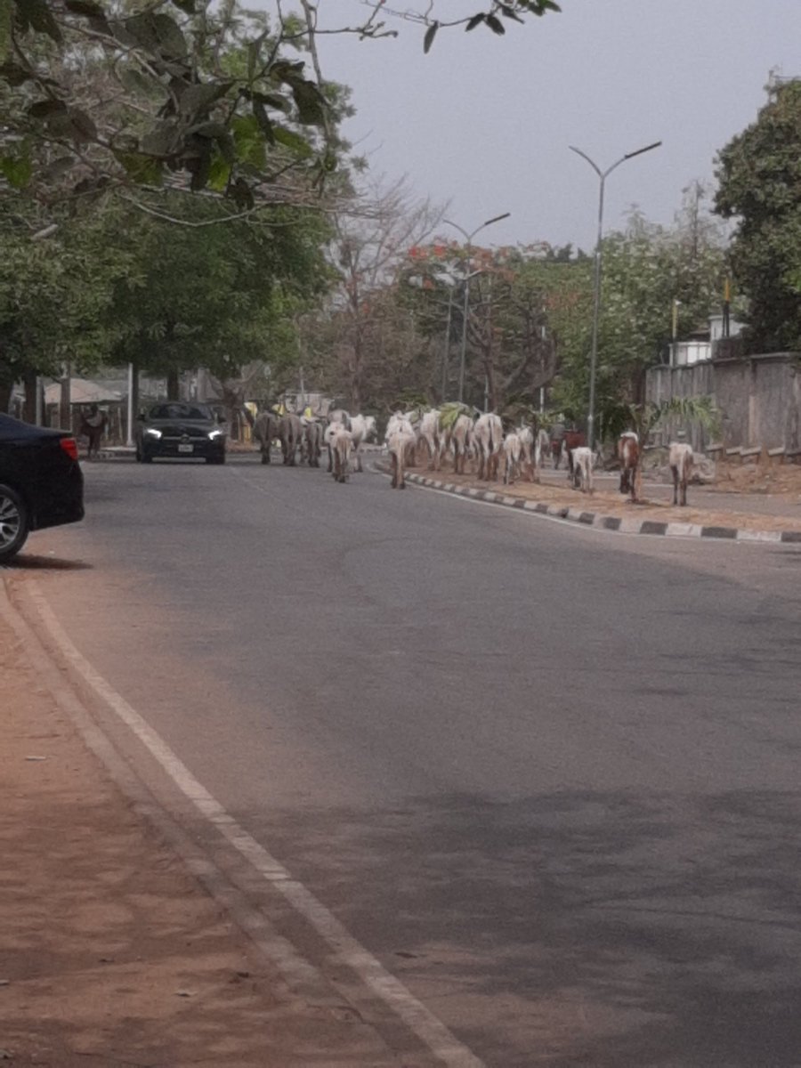 So these people arm kids with swords and cutlasses to herd cattle in the center of the city in broad daylight. How's this not illegal. And the cattle blocked the road and the little kid unsheathed his sword like a warning to the cars not to move mad. Is this a country or a zoo.
