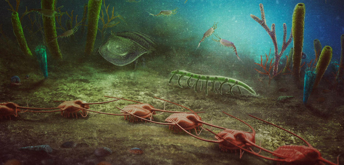 museumtoulouse's tweet photo. [PALÉONTOLOGIE] Un zoo fossile d'un demi-milliard d'années https://t.co/8PhQEY58GJ #paléontologie #fossiles #gisement #MontagneNoire #Cabrières #Hérault #Eponges #échinodermes #Cambrien #arthropodes https://t.co/ro1mkdRx9D