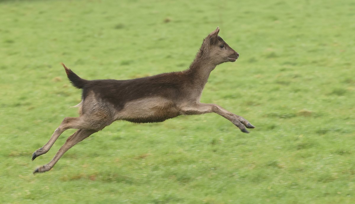 Milly stretching out and having a good run this morning