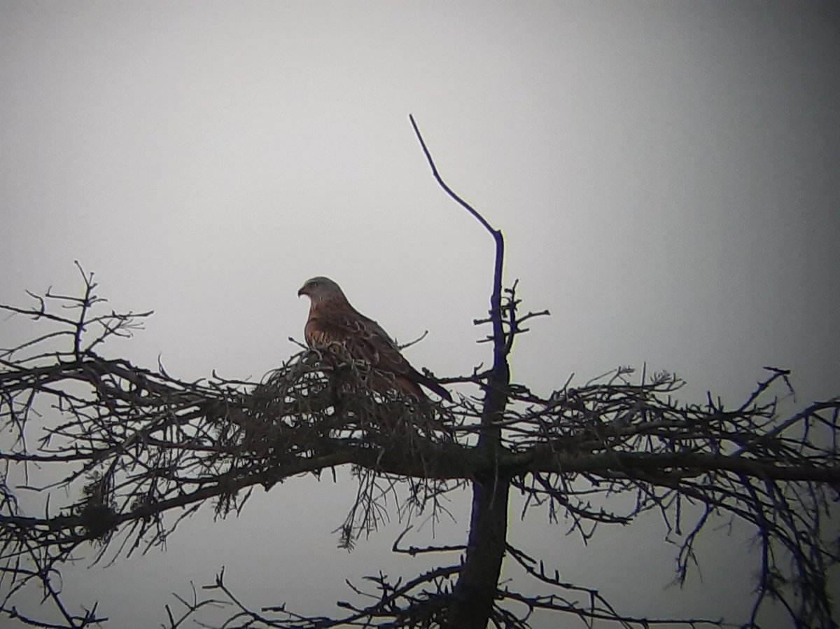 robertkeizerlbg's tweet photo. Mooie ochtend #vogelskijken in @ArkemEemland en #Nuldernauw met veel nieuwe jaarsoorten zoals eerste #grutto en krenten als #roodhalsfuut #rode_wouw en #zeearend en ook de #ijsvogel liet zich schitterend zien! https://t.co/ucuMRDMtV7