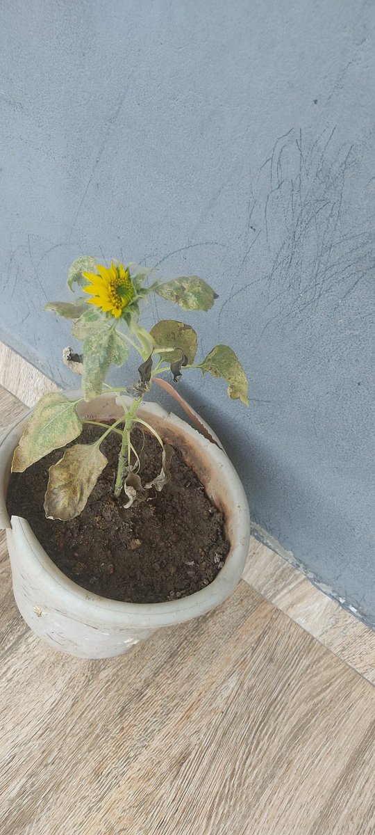 studyribeiroo's tweet image. bom dia study 🫂🫂🫂

meu girassol está começando a abrir!!!