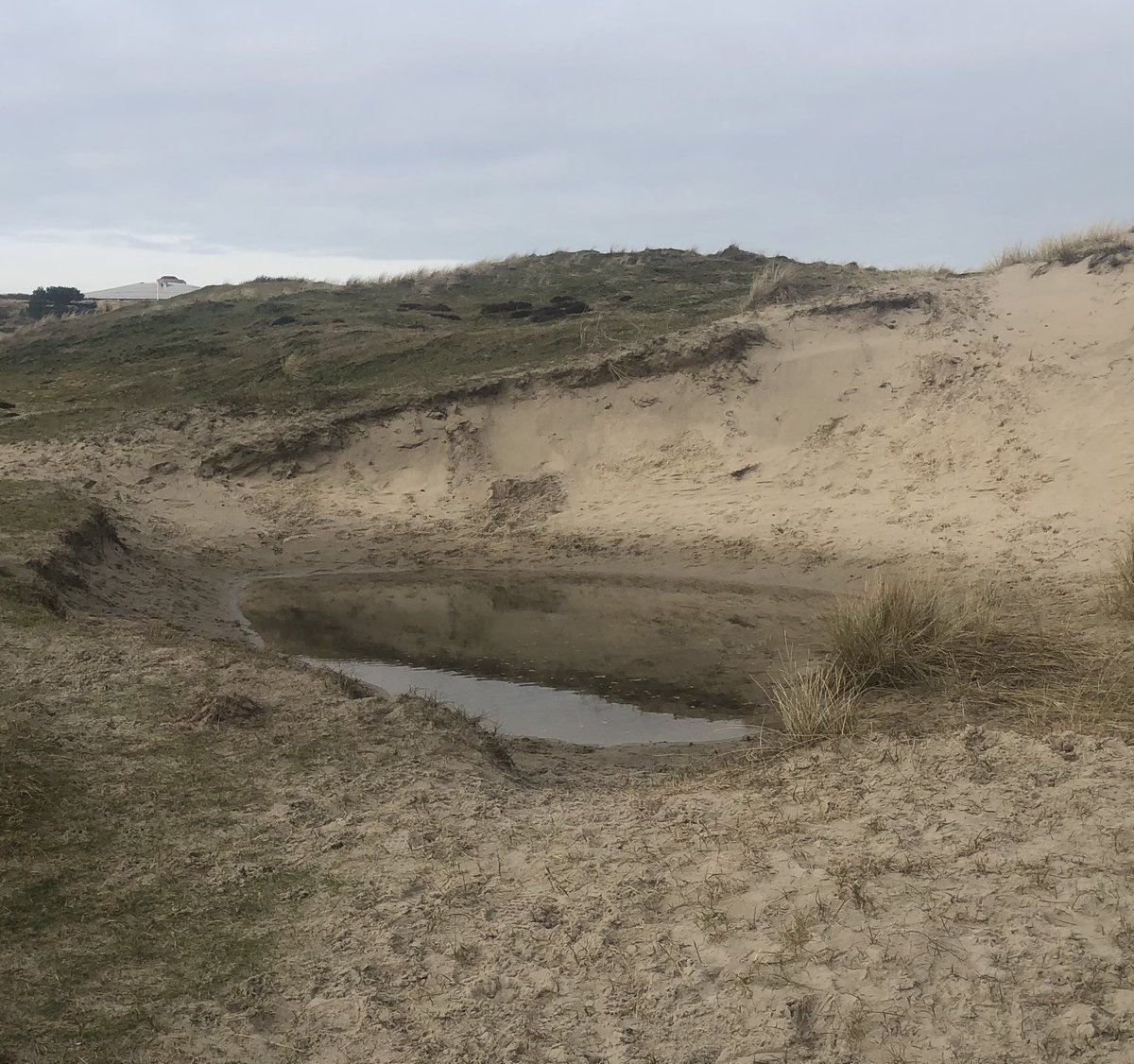 Pim Visser (@pimvisser_dh) on Twitter photo Geweldige woonomgeving in <a href="/Gem_DenHelder/">Gemeente Den Helder</a> Lekkere wandeling door duinen en langs het strand. Het grondwaterpeil is nu ongekend hoog, maar was van de zomer was het daarentegen heel laag. Geweldige woonomgeving in <a href="/Gem_DenHelder/">Gemeente Den Helder</a> Lekkere wandeling door duinen en langs het strand. Het grondwaterpeil is nu ongekend hoog, maar was van de zomer was het daarentegen heel laag.