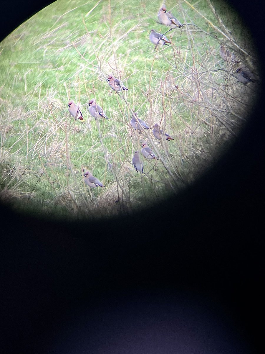 BLURRY WAXWINGS!!!!!!!!!