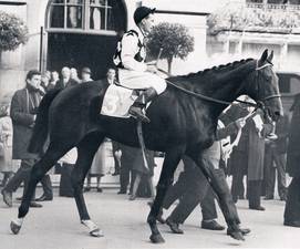 HORSERACING1002's tweet photo. RIGHT ROYAL๐ซ๐ท1958
(OWEN TUDOR - BASTIA BY VICTRIX)
#RightRoyal
B/O Elisabeth Couturie๐ซ๐ท1958
T/ Etienne Pollet
11-8-2-0---
1960 champion ๐ 2yo Colt in ๐ซ๐ท
1961 horse of the year ๐ฌ๐ง
Prix de la Salamandre, Grand Criterium, Poule D'Essai Des Poulains, Prix Lupin, https://t.co/jEl4IeA8VE