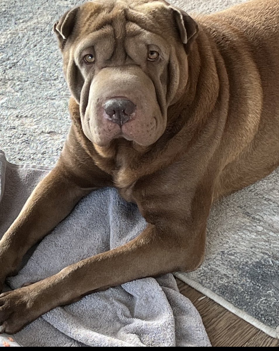 Steve Ryan🇨🇦 tweet media