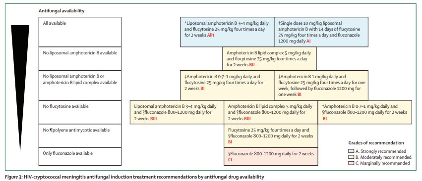 TakaMatsuo_ID's tweet photo. 【Global guidelines for the diagnosis and management of cryptococcosis】@TheLancetInfDis Feb 9, 2024

👉Updated guidelines with clinicians-friendly figures/algorithms!

@eurconfmedmycol
@ISHAM_Mycology @ASMicrobiology

https://t.co/q1FFOQLOFV https://t.co/lx8GoQPmvX