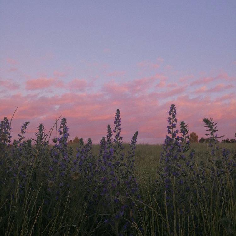 artindetails's tweet photo. pretty skies. https://t.co/8tdsG5MYlc