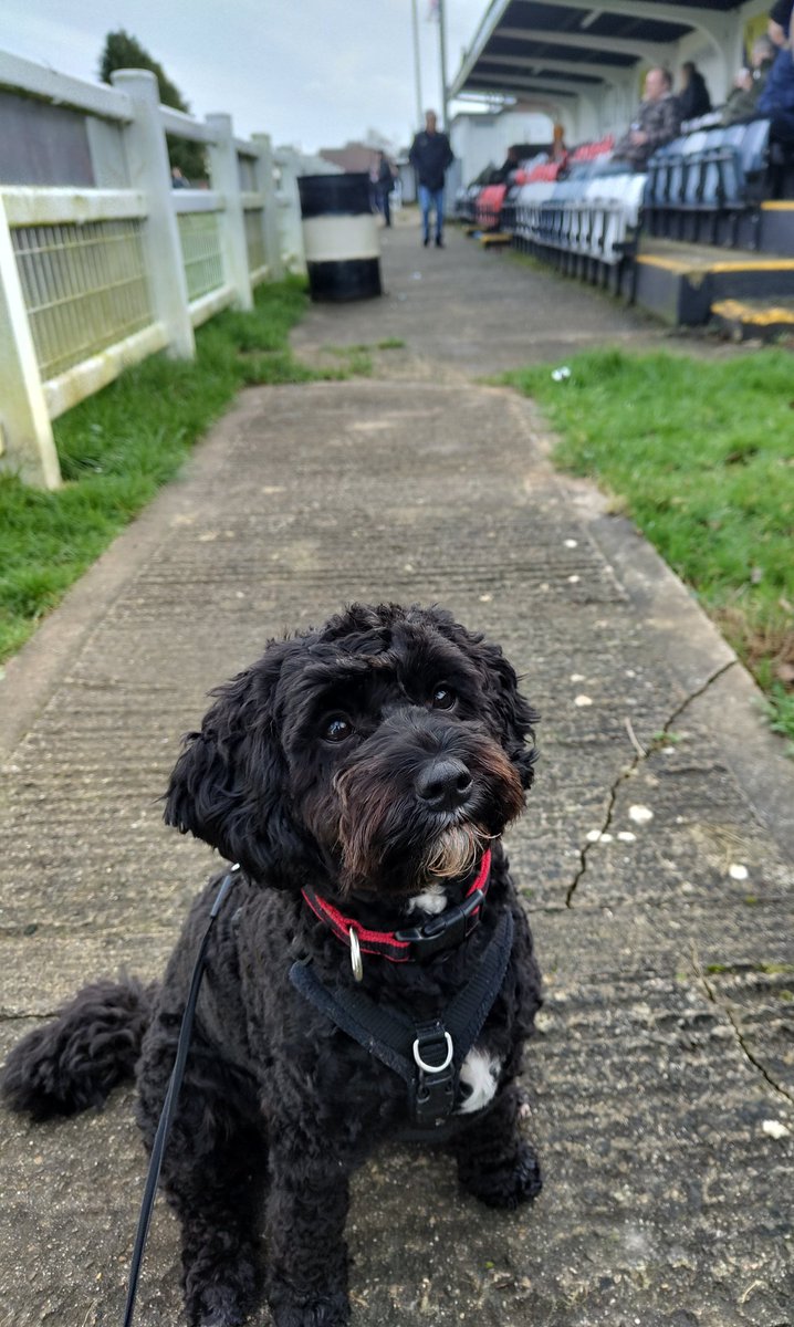 DreadHops's tweet photo. Bonnie [@nonleaguedogs ] watching @CalneTownFC v @ShortwoodUtdFC https://t.co/sThnDVf41d