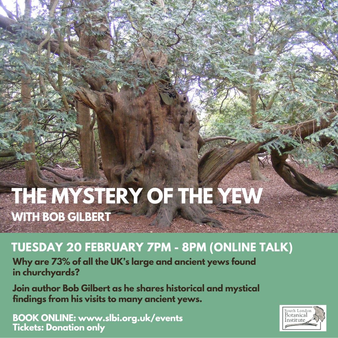 The Mystery of the Yew Tue 20 Feb 7pm - 8pm (online) Why are 73% of all the UK’s large and ancient yews found in churchyards? Join author Bob Gilbert as he shares historical and mystical findings from his visits to many ancient yews. Book here: slbi.org.uk/event/the-myst… #slbi #yew