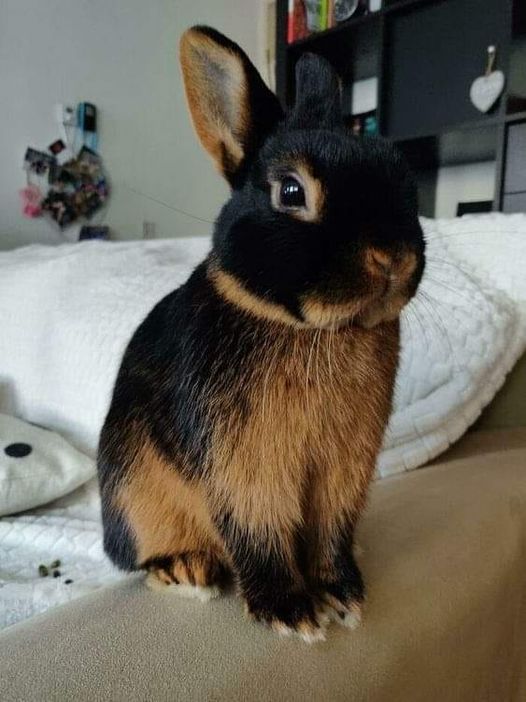 RabbitUnion tweet picture