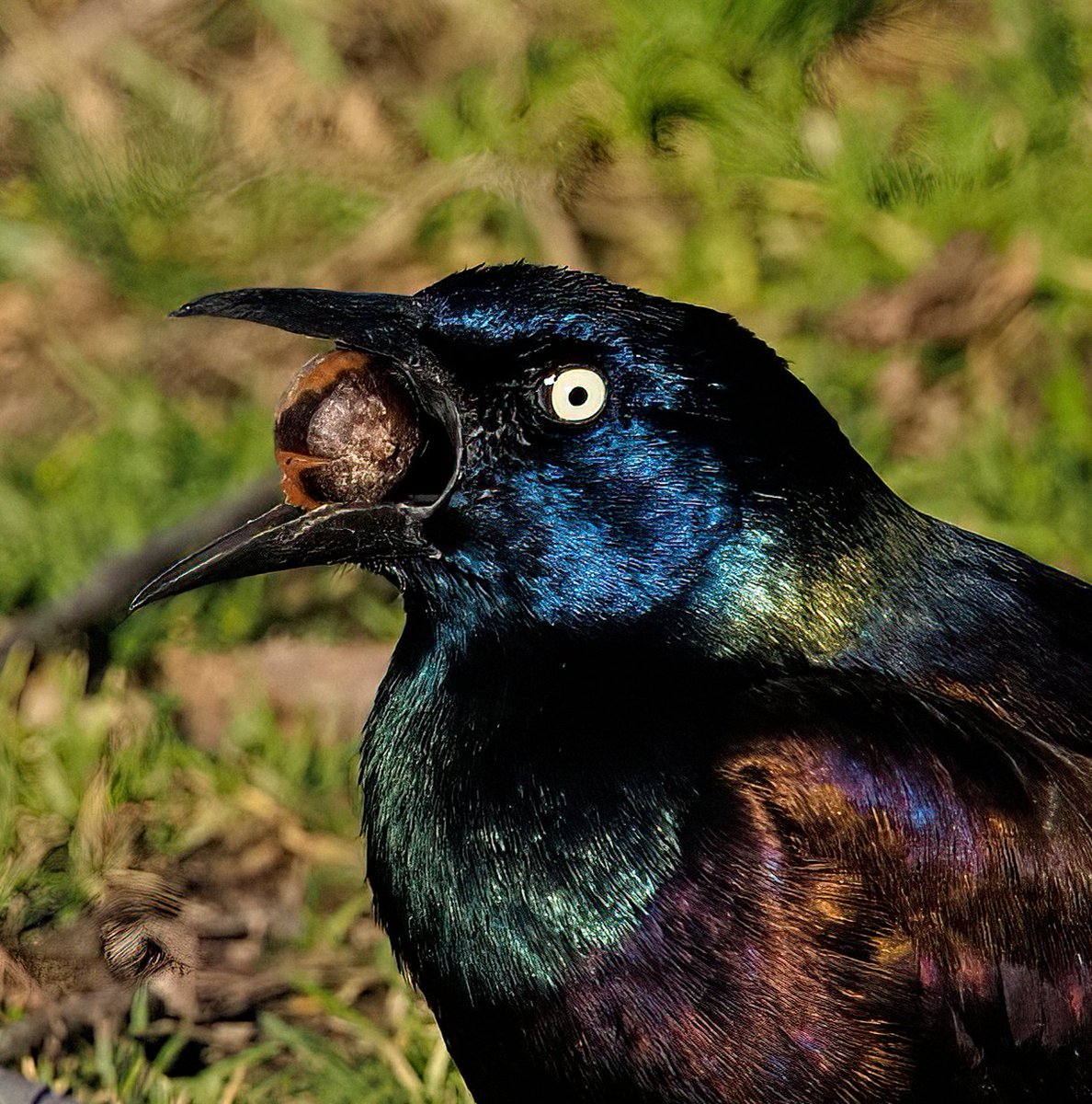 Common Grackles look pretty common--until you see them in the right light, and then 🌈🌈🌈! If you look closely, you can see its tongue wrapped around the acorn, as it tried to swallow it! #Grackle #CentralPark #birdcpp