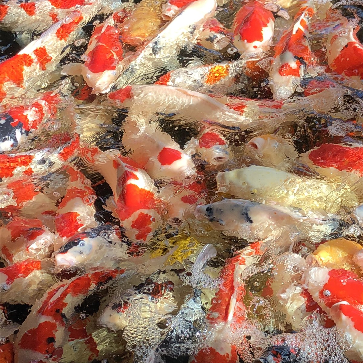 good_graph's tweet photo. 新潟県小千谷市の錦鯉の里、初めて行ったけど大迫力🐟

#新潟県
#小千谷市
#錦鯉
#おでかけ https://t.co/AqpHOSWq4g