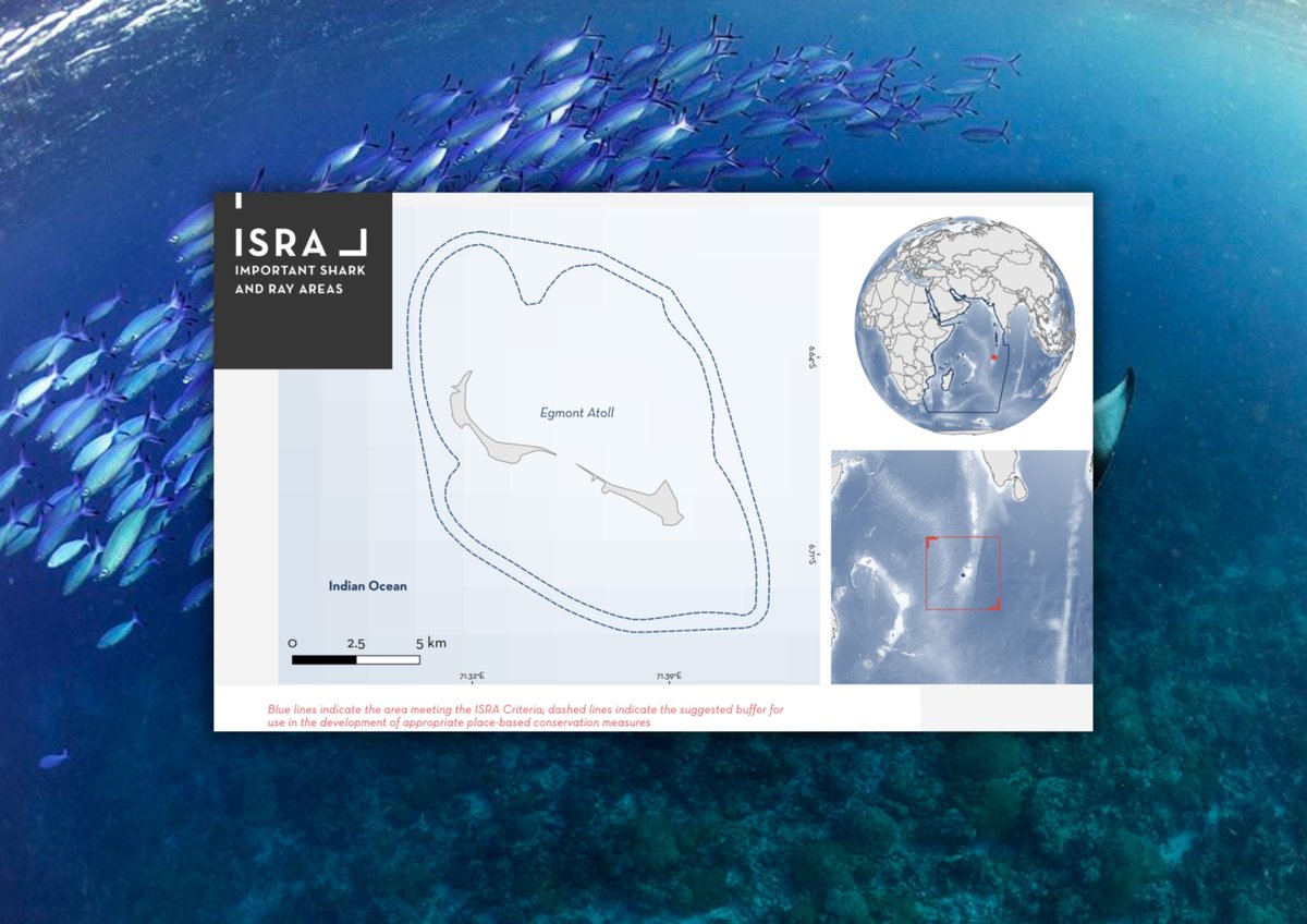 📢 NEW SCIENCE ALERT! Egmont Atoll is a unique and essential habitat for reef manta rays in the Chagos Archipelago, which is now designated as an @IUCNShark Important Shark and Ray Area (ISRA) thanks to this research 👉 bit.ly/3SwNM2d