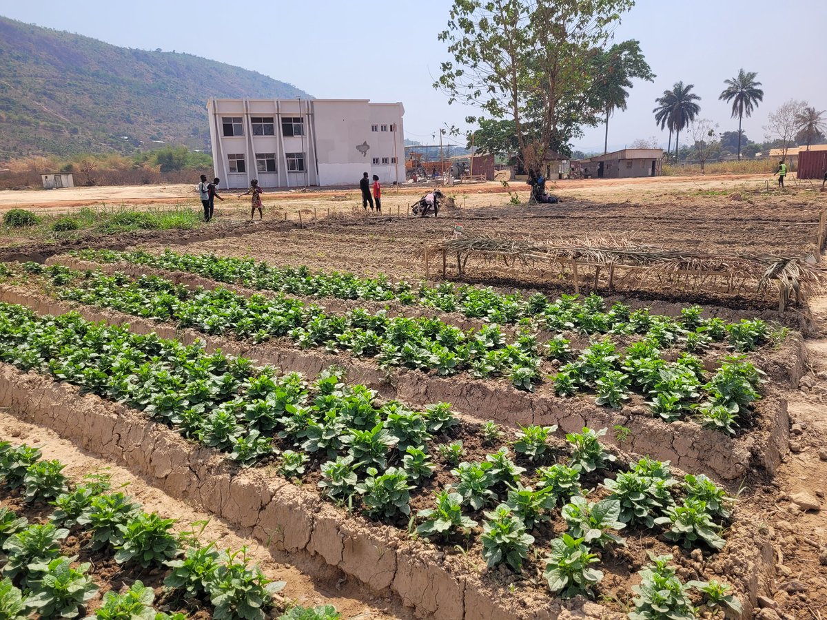 Yerimabanga's tweet image. @IsaacUcac #UCAC Ils sont vraiment décidés de révolutionner l'agriculture et de rendre à la terre ses lettres de noblesse en la bichonnant. Même les 4 prêtres étudiants ne sont pas du reste. Félicitations aux étudiants de l'ISAAC. @UEDouglasCarp #FAO_RCA #AFD_BGF @FranceBangui