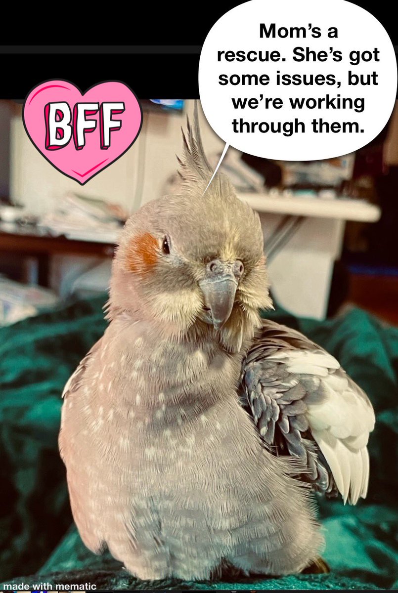 My Pip! ❤️ #Saturday #BirdsOfTwitter #Cockatiel #Birds