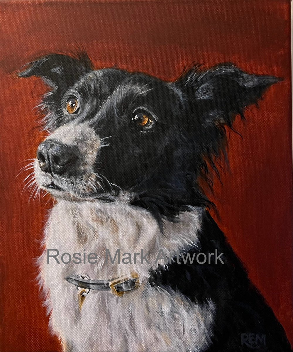 ‘Jack’ memorial #petportrait of a lovely #bordercollie - #acrylicpainting RIP Jack ❤️
#dogsofx #dogsoftwitter #art #animalart #dog #chien #hund #sheepdog #farming #workingdog #animalartist #originalpainting 
#portraitartist <a href="/aaa_animal/">Association Of Animal Artists</a>