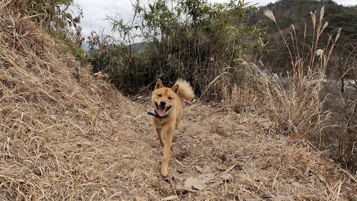 KIMaram's tweet photo. 🐕강아지 입양 홍보🐕
은돌이(2023년생 믹스견 황구 남아)의 평생 가족을 찾습니다.
2023년 연초, 작은 시골 마을에서 태어난 은돌이는 산자락에 묶여 사는 강아지입니다.
장기 출장차 거주하게 된 마을에서 은돌이를 처음 만났습니다. 그날부터 (보호자 어르신께 허락을 구하고) 산책 명목으로 매일 20km 넘는 길을 은돌이와 함께 모험했습니다.
짖음이 전혀 없으며(짖음이 없다는 이유로 시골에서는 멍청하다는 소리를 듣습니다. 사회성이 발달된 아이인데 말이죠.) 훈련 습득력이 매우 뛰어난 총명한 아이이며(무려 콜백도 가능) 강아지와 사람을 매우 좋아합니다. 낯을 가리지도 않습니다. 정말이지 너무 순합니다.
다만 중성화하지 않은 남아라 공격성이 있습니다. (닭을 잡아죽이는 장면을 목격하고 수의사 쌤께 여쭤보니 중성화를 진행하면 공격성이 줄어들 수 있으나 확신할 수는 없다 하지만 이는 모든 강아지들의 사냥 본능으로 은돌이만의 문제는 아니라 하셨습니다.)
저는 작년 2월 마을을 떠났고 그 이후로는 마을 주민분으로부터 은돌이 영상과 함께 아이의 소식을 전해 들은 바 있으며 얼마 전엔 입양을 보낸 강아지 자매의 가족분들이 해당 마을을 여행지로 택하셔서 은돌이와 영상 통화도 가능하게 해 주시고 아이 상태도 체크해 주셨습니다.
아이는 여전히 사랑도 많고 건강했습니다. 그런 은돌이가 인적 드문 산자락에 묶여 사는 강아지가 아니라 훌륭한 보호자와 함께 그토록 좋아하는 세상 탐험도 맘껏 하고 아이가 원하는 사랑도 충분히 받으며 즐거운 견생을 누리다 평화로운 노년도 경험해 보고서 아주아주 먼 훗날에 강아지별로 복귀할 수 있다면 좋겠습니다.
입양을 원하시는 분이 계신다면 제가 아이를 직접 데려오겠습니다. (은돌이 현재 보호자인 어르신이 먼저 은돌이를 데려가라 제안하셨습니다.)
은돌이는 여러 가지 이유로 제게 정말 특별한 아이입니다. 하지만 저는 다묘 가정의 보호자로 작년, 강아지 자매를 구조, 임보, 입양보내는 일련의 과정에서 고양이들이 너무나 힘들어했기에 강아지 임보나 입양은 불가한 상황입니다.
혹시나, 행여나 하는 마음에 지속적으로 은돌이와의 추억을 공유하며 아이의 입양 홍보를 진행하려 합니다. 트위터를 통해 기적 같은 인연을 두 번이나 경험했으니 이번에도 소중하고 특별한 인연에 꼭 닿으리라 믿습니다.
제 소중한 친구 은돌이의 평생 가족을 찾습니다.
문의 사항은 멘션이나 디엠을 통해 연락주시면 감사하겠습니다.