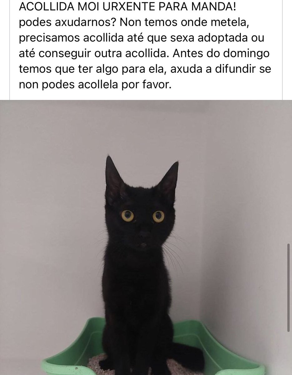 Atopamos acollida con opción adopción para Manda, estamos moi contentas!!!! Agora necesitamos unha pequena axuda, alguén que poida levala hoxe ou mañá a Coruña? Se podes axudarnos, escríbenos por favor❤️