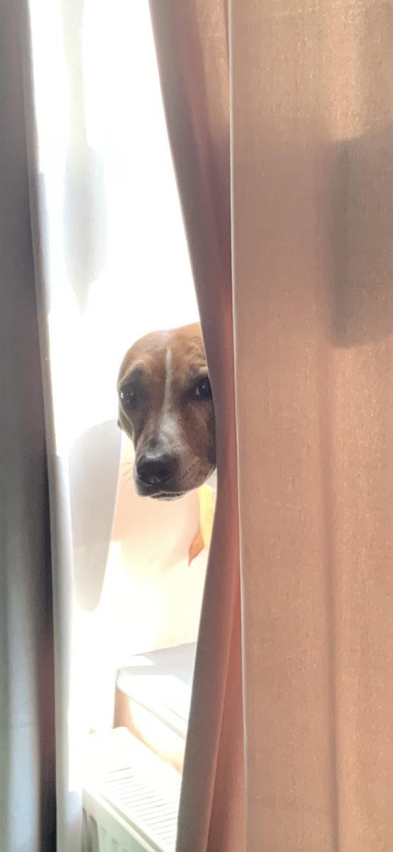 My Dog doing a Mourinho.