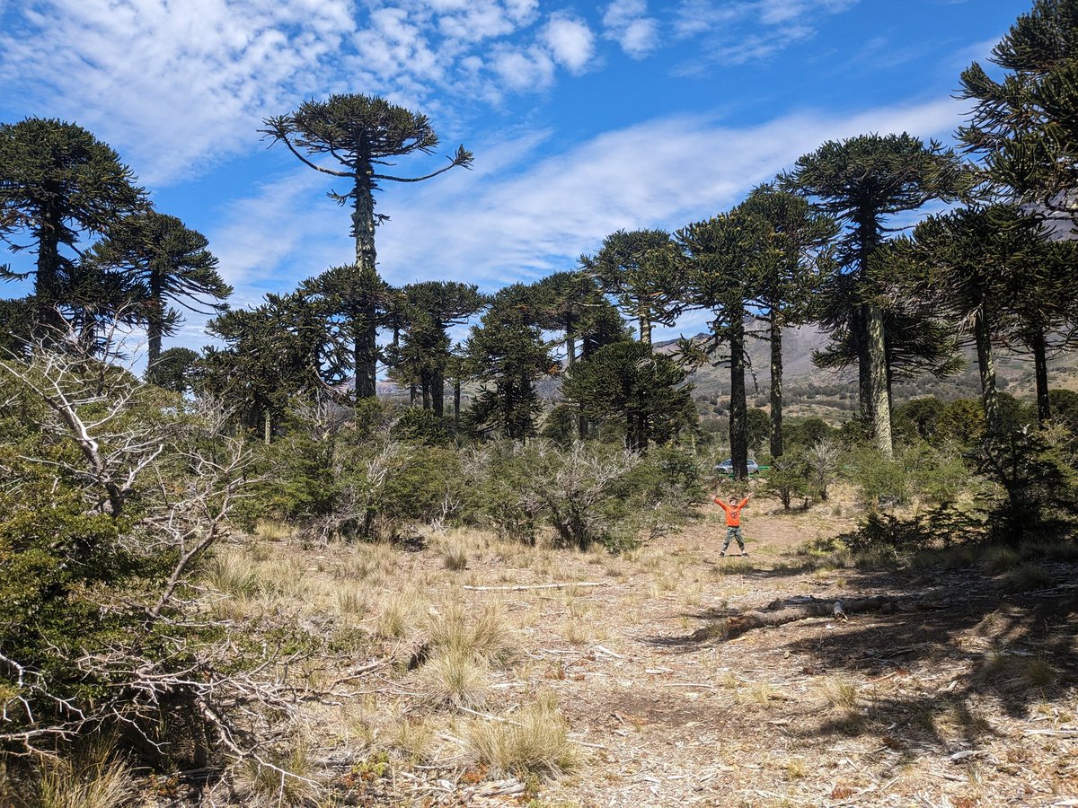 Araucarias or Monkey Puzzle trees are native to Chile. Here is Nico in a forest of them .....