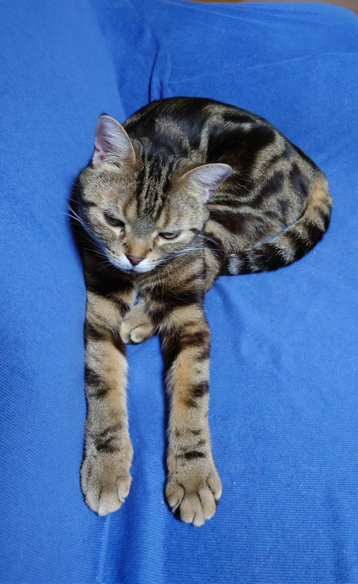 とても手が長い力丸🐱
