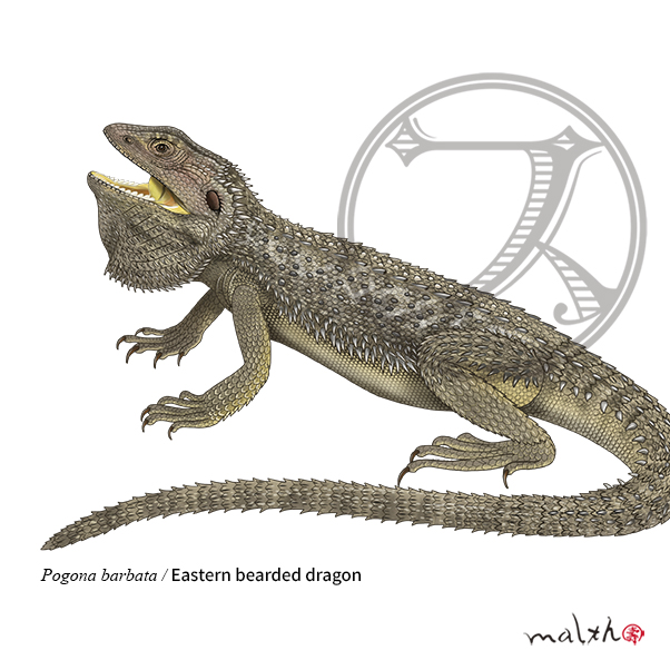 アゴヒゲトカゲ属 オーストラリア東部～南東部に生息する ヒガシアゴヒゲトカゲ #野生動物  #動物イラスト #博物画 #デジタルペイント #アゴヒゲトカゲ #BeardedDragon #procreat