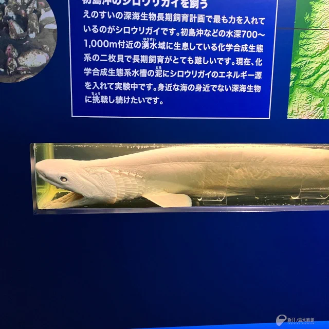 新江ノ島水族館 on X: 
