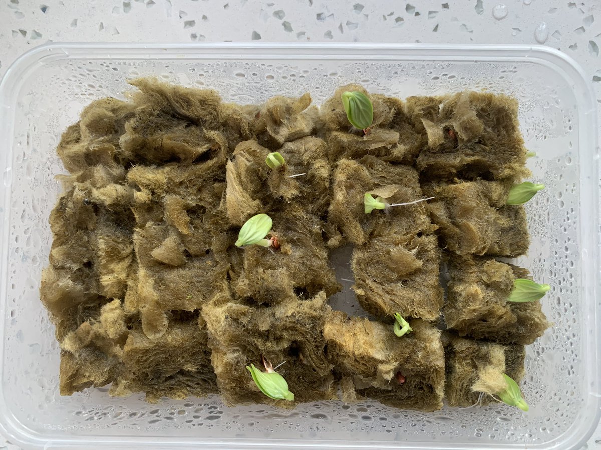 jinaadotcom's tweet image. The Kratky method is most effective with leafy greens and fast-growing plants, such as lettuce, spinach, and herbs. 
For my initial trial, I'm experimenting with cucumbers to see how they fare in this study.
#kratkymethod #hydrophonics