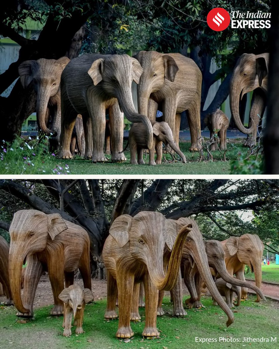 IndianExpress's tweet photo. In Bengaluru, a unique exhibition called “Coexistence: The Great Elephant Migration” started on Feb 3. 🌿🐘

Environmentalists and conservationists showcase 100 elephants made from Lantana weed across the city.

Lantana Camara is an invasive weed native to South America. The significant presence of lantanas in tiger reserves of Karnataka has posed a serious threat to wildlife movement and biodiversity ecosystem, leading to conflicts.

Located in places like Lalbagh Garden, Vidhana Soudha, and metro stations, they aim to spark conversations on conservation.

The event, running till Mar 3, includes over 50 talks, nature trails, and more. 🌳
