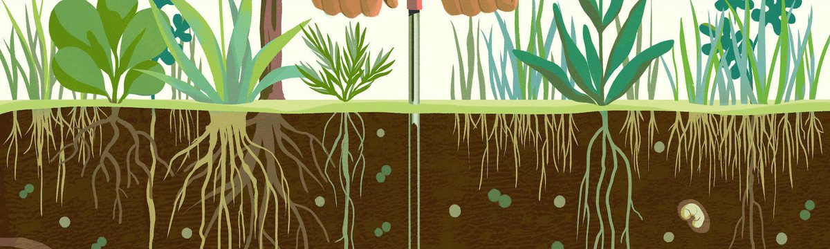 CDahlsjo's tweet photo. Passionate about regenerative farming? Join our Oxford Uni team at FarmED! We're looking for dedicated Field Assistants to help our dynamic team for a week starting on 19th Feb. Dive into the heart of sustainable agriculture &amp; gain hands-on experience. @BiodivOxford @RewildingJed https://t.co/Ha2lqyjSa7