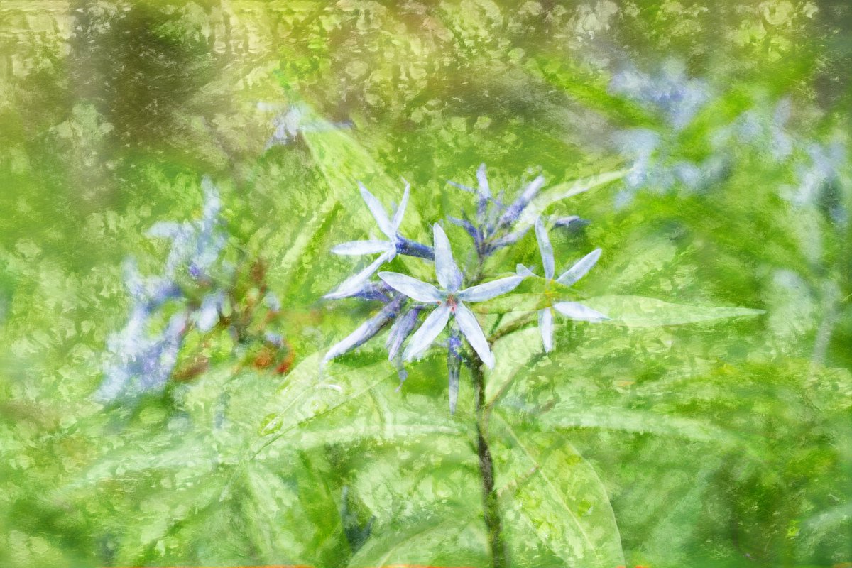 I created a digital art of "Chojisou". The sight of blue ``Chengiso'' flowers blooming among the fresh greenery looks very cool.
#japanart #wildflower