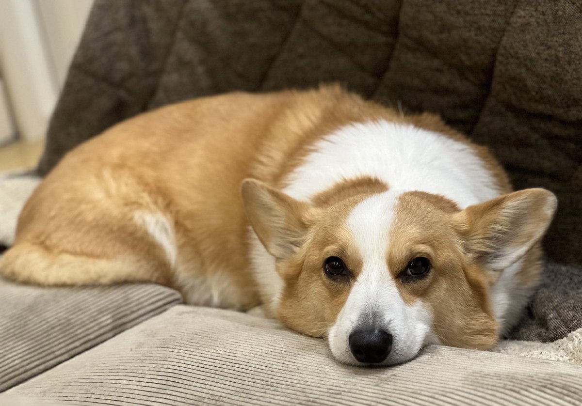 corgi_mugi's tweet photo. すっかりこたつの住人に... https://t.co/ZhFoOwWZSp