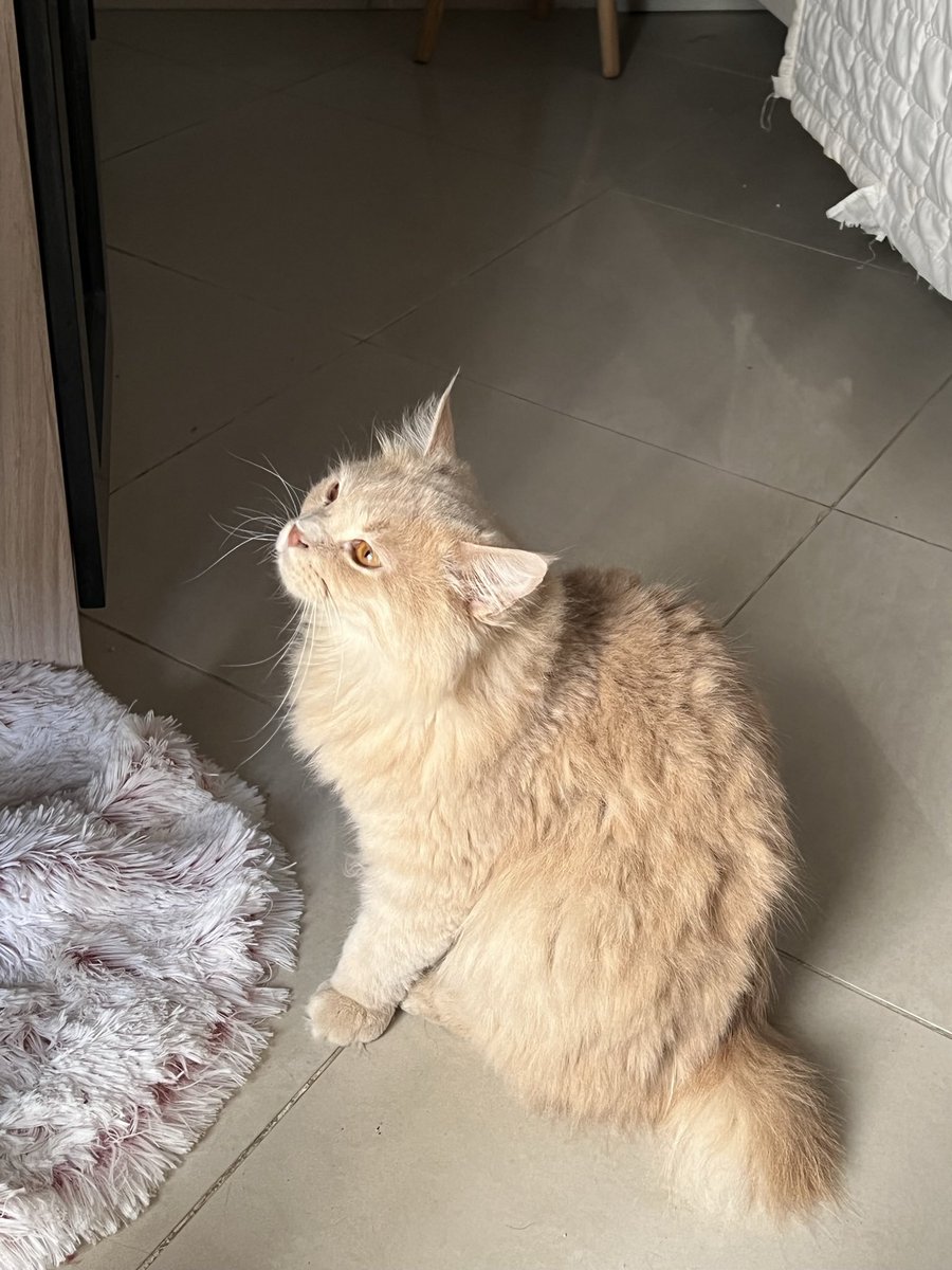 غرام tweet media