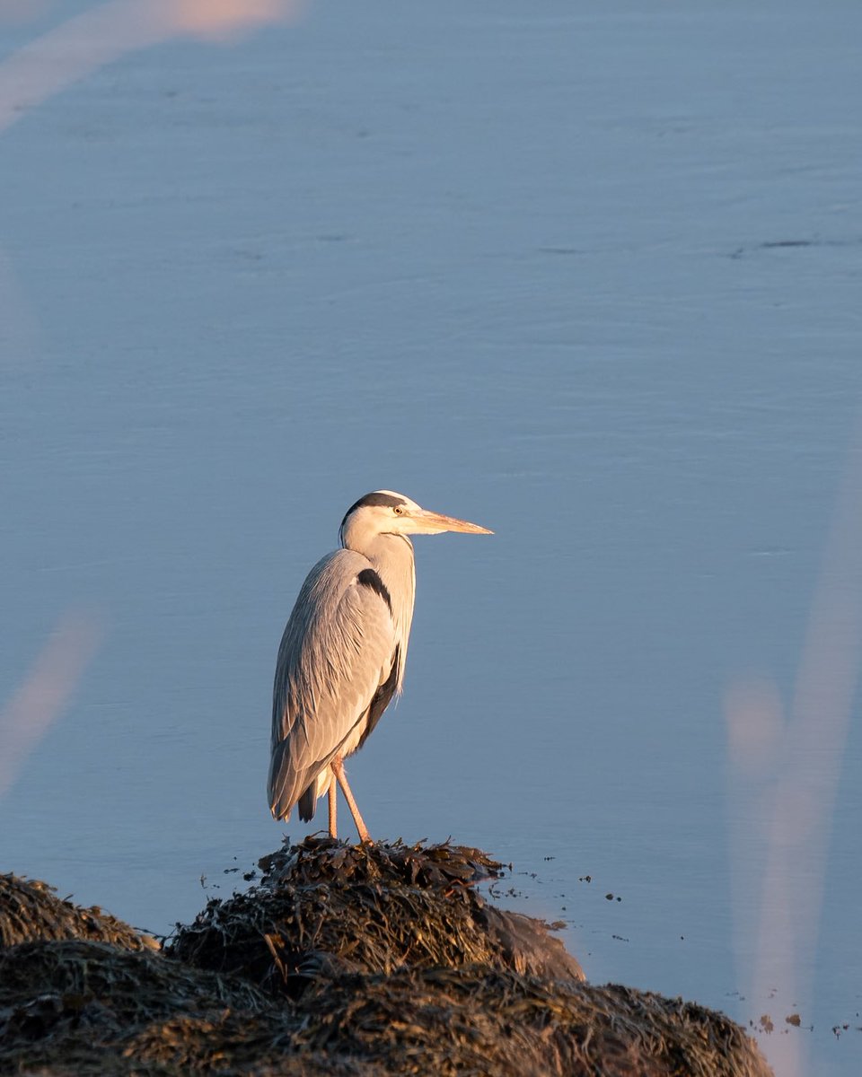 First post in a long while🙋‍♂️

I lost the drive for photography (and X🫢)

There is no drama, the motivation will return.

Have a nice day photography friends🙂

I love the Heron!📸