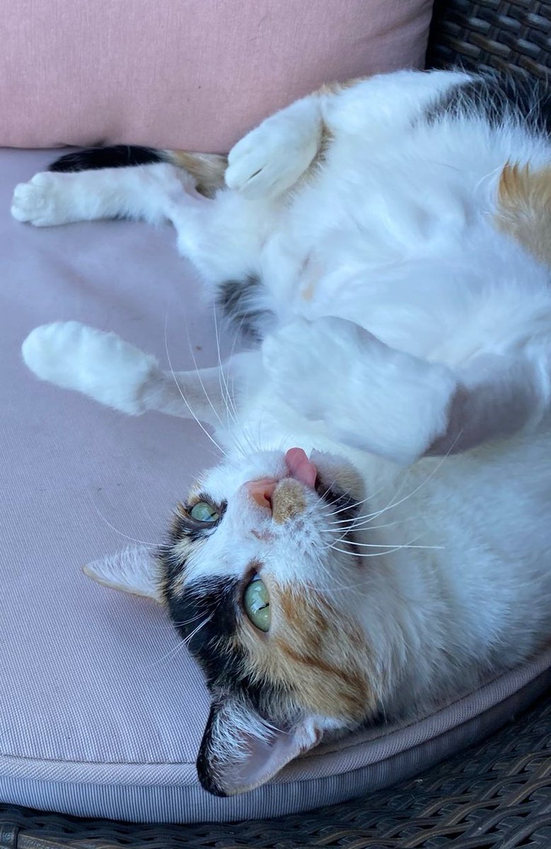 maolindas's tweet photo. Ninetta era stata abbandonata nella mia colonia felina, incinta e malata, era selvatica e destinata alla strada, per fortuna una persona fantastica ha deciso di adottarla e di rispettare il suo carattere dandole tempo🤗 Ninetta ora è dolcissima e felice💖
ADOTTA GATTI DI STRADA🐾 https://t.co/9zOOKvvg6x