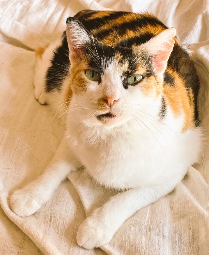 maolindas's tweet photo. Ninetta era stata abbandonata nella mia colonia felina, incinta e malata, era selvatica e destinata alla strada, per fortuna una persona fantastica ha deciso di adottarla e di rispettare il suo carattere dandole tempo🤗 Ninetta ora è dolcissima e felice💖
ADOTTA GATTI DI STRADA🐾 https://t.co/9zOOKvvg6x