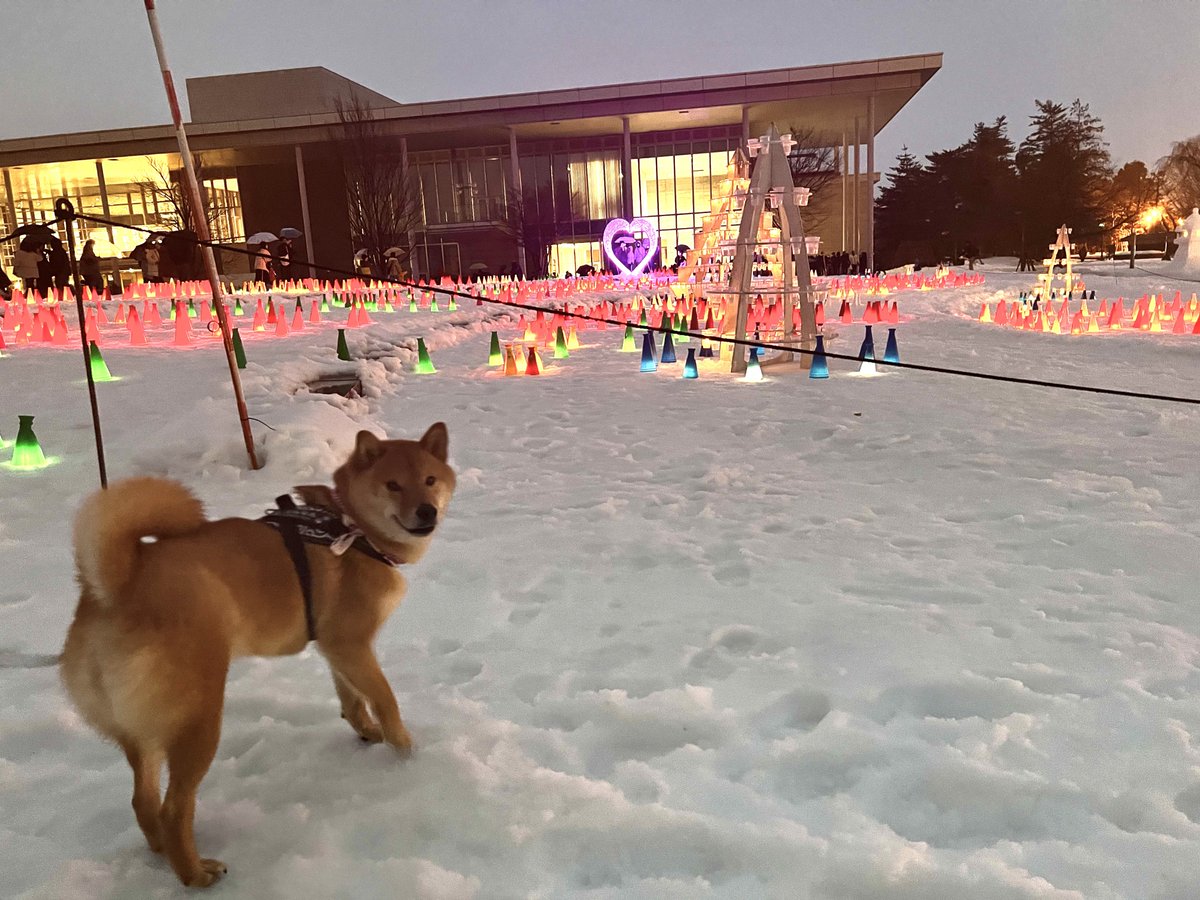 gin1127inu's tweet photo. 雪灯篭まつり行ってきたじょ⛄️
#柴犬 #上杉雪灯篭まつり https://t.co/mbyfkXDqlj