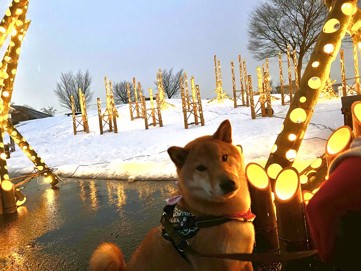 gin1127inu's tweet photo. 雪灯篭まつり行ってきたじょ⛄️
#柴犬 #上杉雪灯篭まつり https://t.co/mbyfkXDqlj