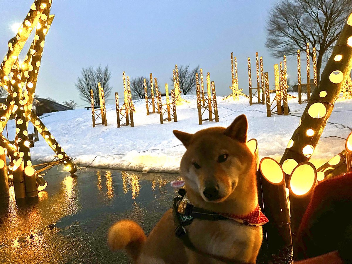 gin1127inu's tweet photo. 雪灯篭まつり行ってきたじょ⛄️
#柴犬 #上杉雪灯篭まつり https://t.co/mbyfkXDqlj